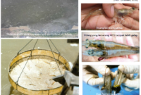 tanda sindrome kotoran putih