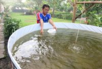 budidaya udang vaname bioflok