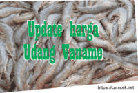 harga udang vaname