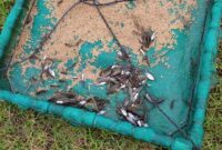 ganggang tambak udang vaname