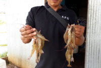 ternak udang vanam