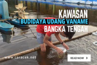 udang bangka tengah