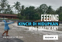 feeding udang vaname