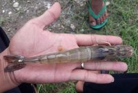 udang vaname air tawar